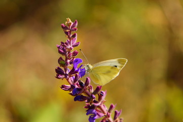 butterfly on flower