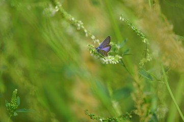 butterfly on grass