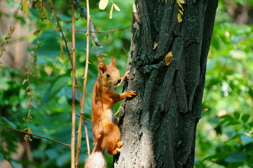 squirrel on tree