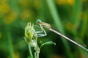 dragonfly on a leaf