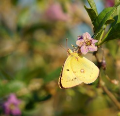 butterfly on flower