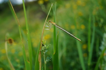 dragonfly on blade of grass