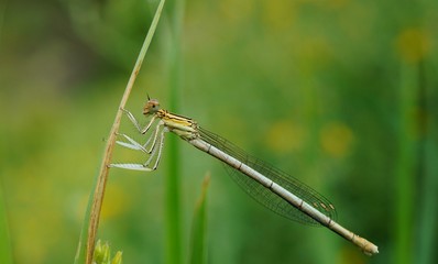 dragonfly sitting on blade of grass
