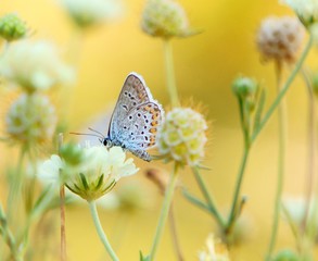 butterfly on flower