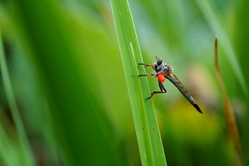 dragonfly on leaf