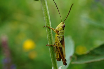 grasshopper on leaf
