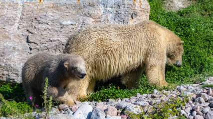 White bears in Canada, the mother and her child on a rock in autumn