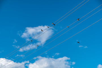 Birds sit on electric wires against the blue sky