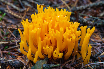 Golden Coral mushroom detail macro in forest autumn seasonal closeup nature / Coral fungus / Ramaria aurea