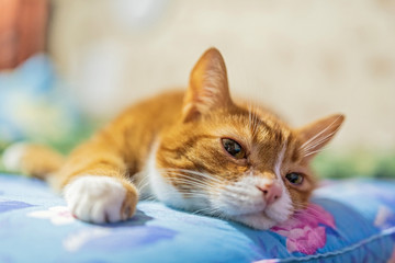 Fototapeta na wymiar Red cat lies on the mattress. Photographed close-up.