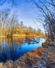 Mystic foggy swamp with dead tree