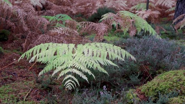 pan of bracken,Pteridium, alone and wide shot within pine forest during autumn/fall with copper/bronze colour in Scotland. 