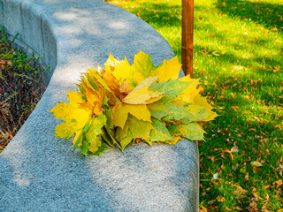 Bouquet of autumn yellow maple leaves.