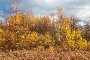 autumn landscape with yellow trees 