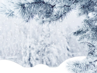 winter christmas background with snow and fir branches frame