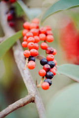 Background  Marcro Thai Antidesma