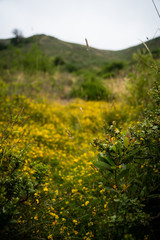 Obraz premium tree in field