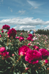 Fototapeta na wymiar flowers on a background of blue sky