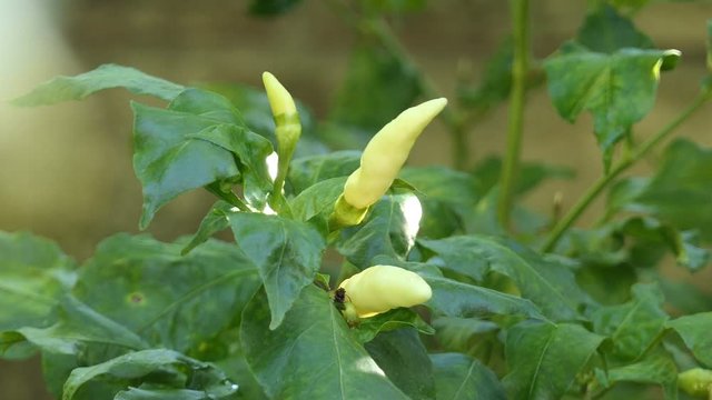 close up cayenne pepper grow on tree , green chili