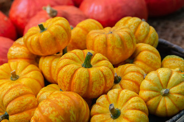 Small decorative striped pumpkins yellow orange, close-up. thanksgiving, halloween. Decoration with dwarf pumpkins, backdrop background