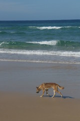 Dingo Australien wild Fraser Island