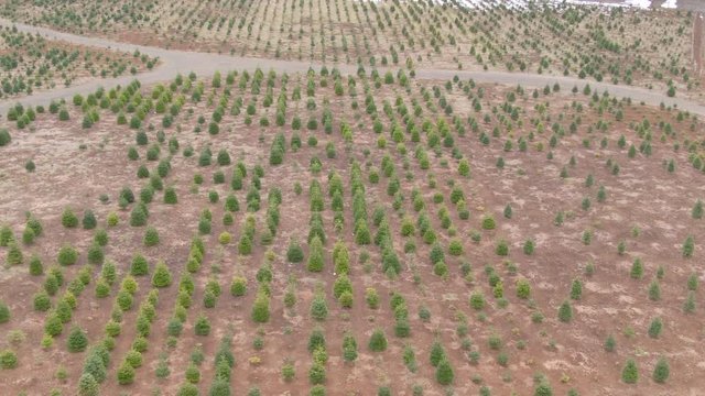 AERIAL: Empty asphalt roads lead past a small spruce tree plantation in Washington. Flying above small evergreen trees growing on the fertile patch of soil before getting chopped down for christmas.