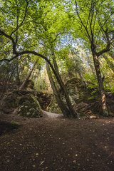 path in the forest