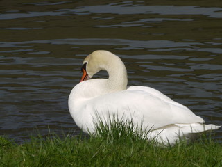 Schwan