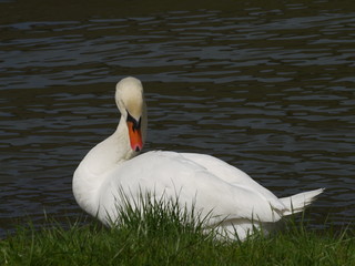 Schwan