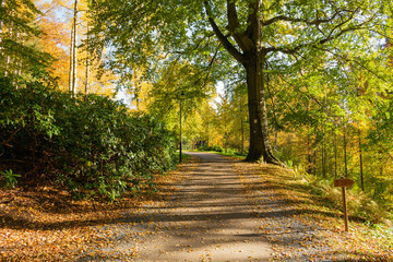 Autumn scene with road in forest with colorful foliage