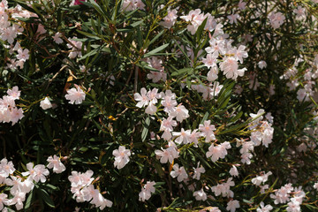flowers in garden