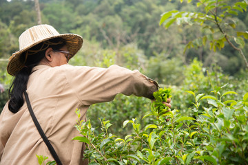 Harvesting tea leaves © J.NATAYO