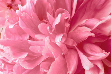 flowers pink peony macro. abstract delicate background with petals of pink flowers close up.
