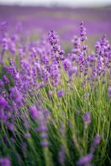 Fototapete Olivgrün Lavendelfeld an einem sonnigen Tag, Lavendelbüsche in Reihen, lila Stimmung