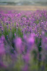 Obraz premium lavender field of purple flowers