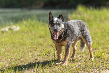 Obedient old australian cattle dog is posing in front of water.