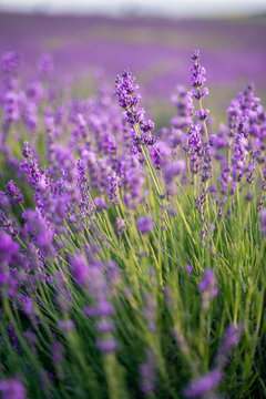 field of lavender on a sunny day, lavender bushes in rows, purple mood