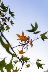 branch with red leaves