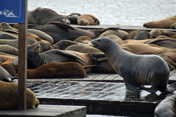 Fototapeta premium Sea Lions at Pier 39