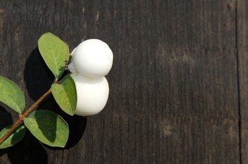 Close up.On a dark background green leaves, with white small berries. Frame, postcard.