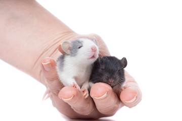 rat on white background