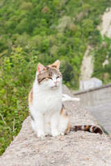Naklejka na ściany i meble White cat on stone wall - Bagnoregio, Tuscany.