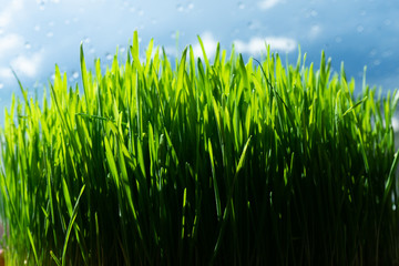 Obraz premium Wheat grass for juicing and healthy life. How to grow the best wheat grass - Urban cultivation and gardening.