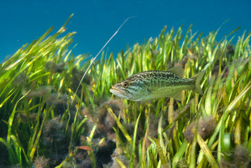 A beautiful young Largemouth Bass (Micropterus salmoides) hovers near an eel grass bed. Largemouth...