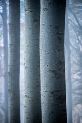 Naklejka premium Forest in autumn, red beech close up, fagus sylvatica, Austria, Vienna, Wienerwald