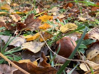Beauty eatable mushroom - Poland.
