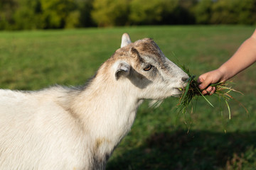Fototapeta premium White goat eating grass from a boy's hand. Warm summer evening light. Farming concept. Close Up