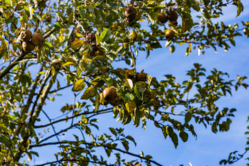 Autumn apple trees with fruit on a blue sky