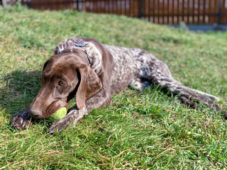 Dog with green ball
