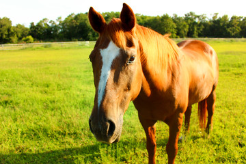 baby horse